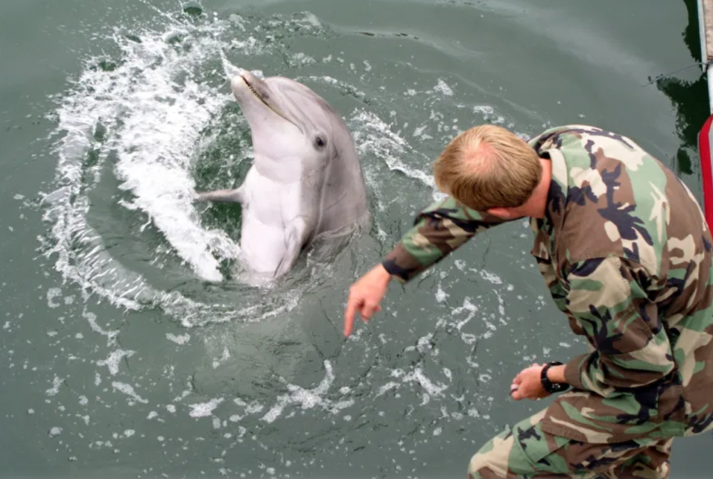 a service member feeds a dolphin