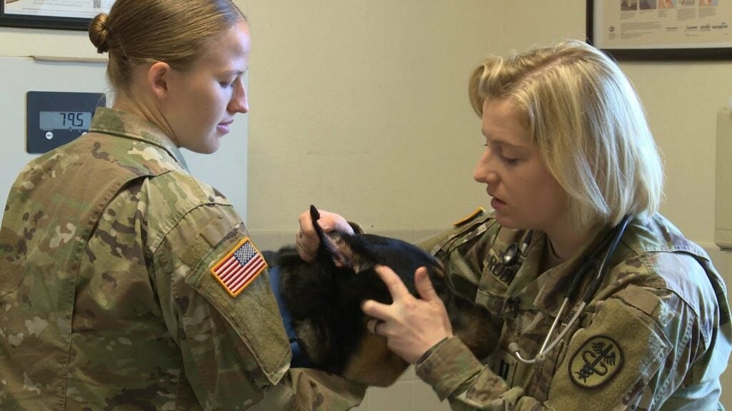 military veterinarian from the Army