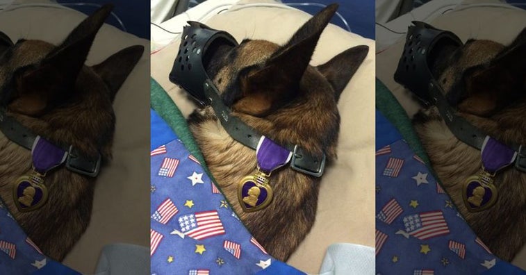 Military working dog awarded Purple Heart alongside handler