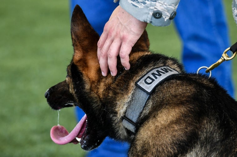 How the Air Force raises its remarkable working dogs