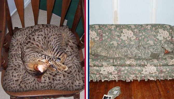 7 animals with better camouflage than you