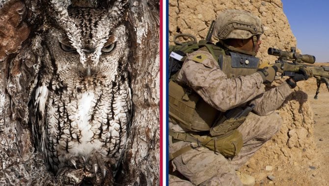 7 animals with better camouflage than you