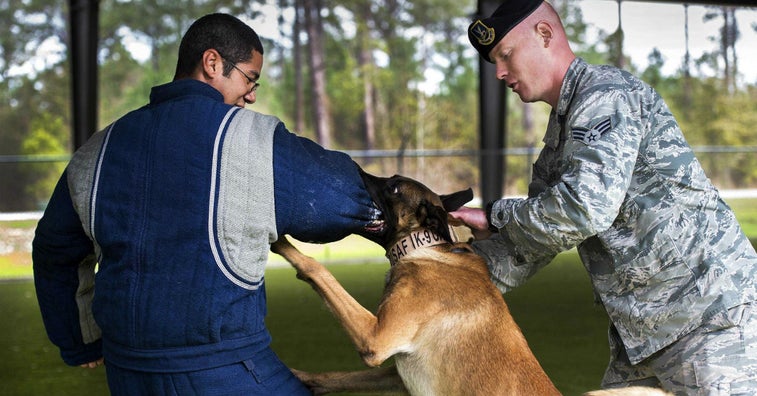 This is how military working dogs see the dentist in the combat zone