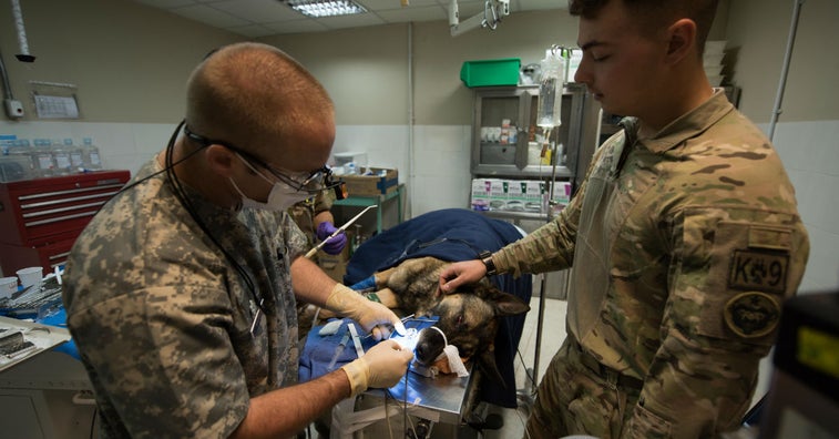 This is how military working dogs see the dentist in the combat zone