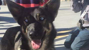 Navy rescues puppy “lost at sea and presumed dead” for 5 weeks