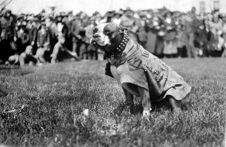 These 5 dogs of war took it to America’s enemies