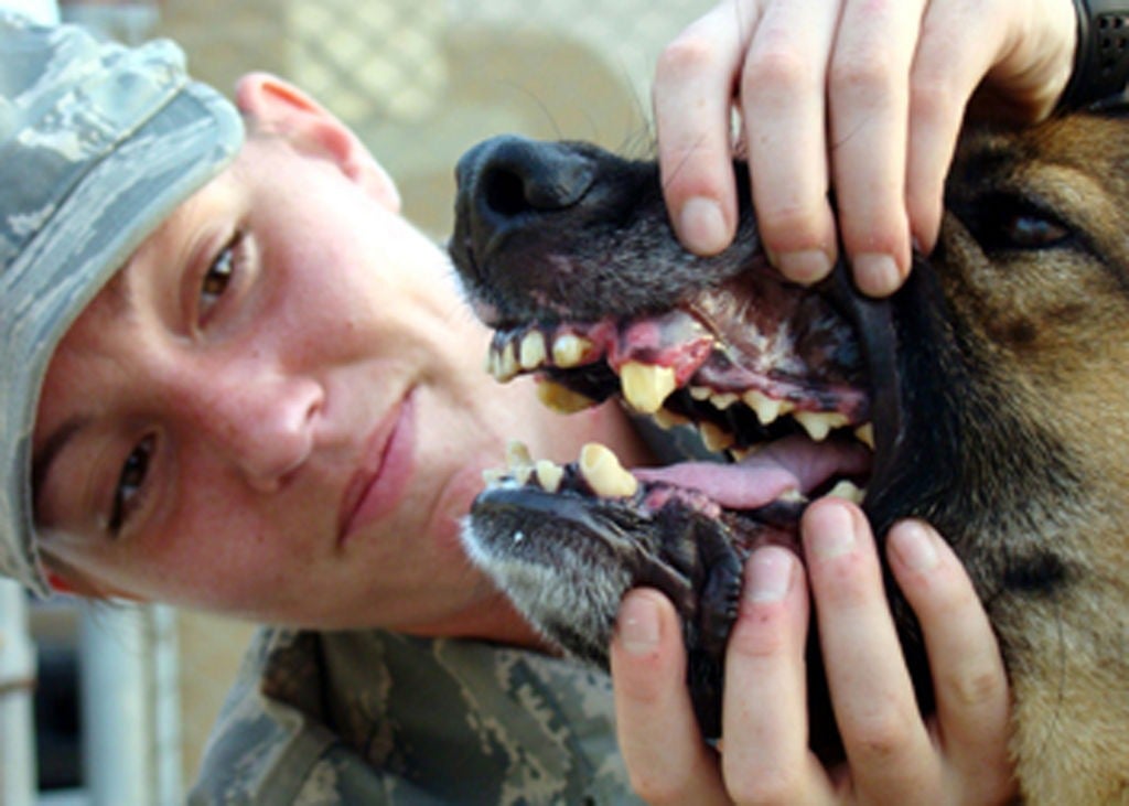 9 Biggest myths about military working dogs