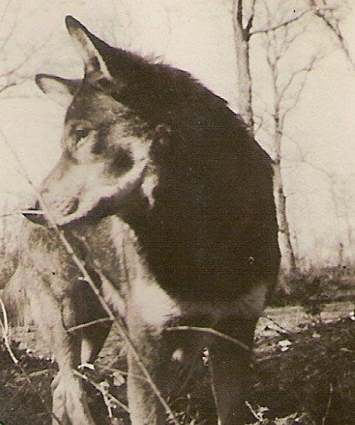 Meet the most decorated working dog of World War II