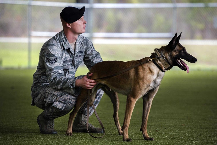8 photos that show how a military working dog takes down bad guys