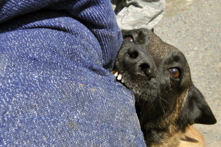 17 Terms Only Military Working Dog Handlers Will Understand