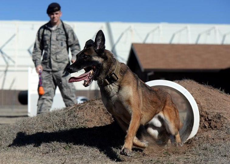 11 steps to turning a puppy into a badass military working dog
