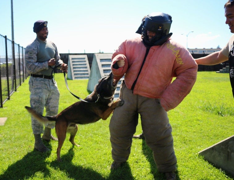 How it feels to get attacked by a military working dog