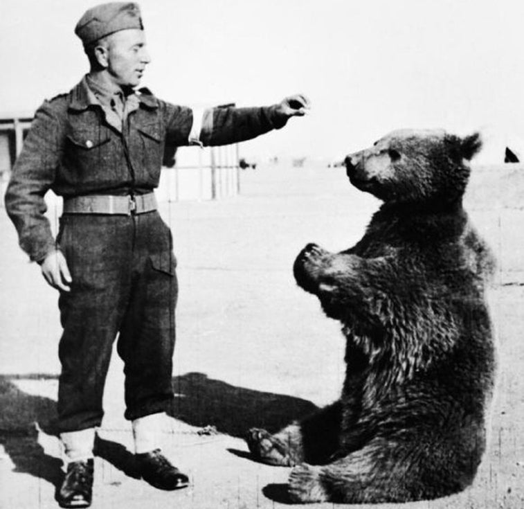 The story of Wojtek: The 440-pound bear that drank, smoked, and carried weapons for the Polish army during World War II