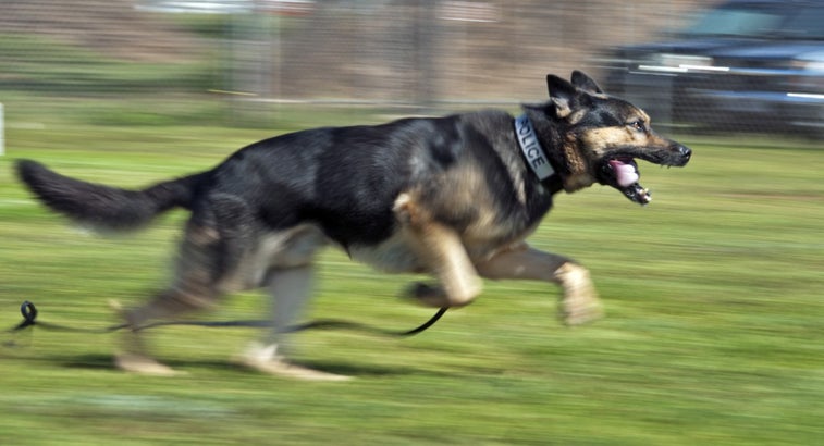 15 awesome photos of military working dogs
