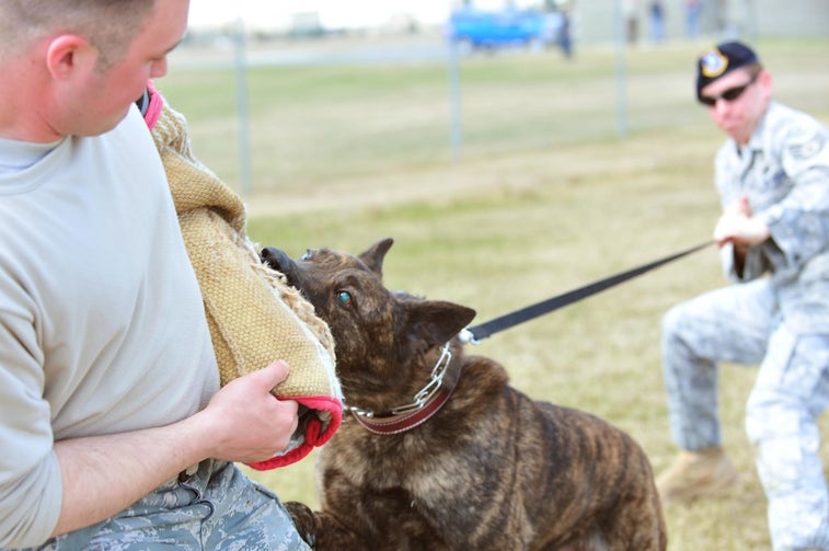 15 awesome photos of military working dogs