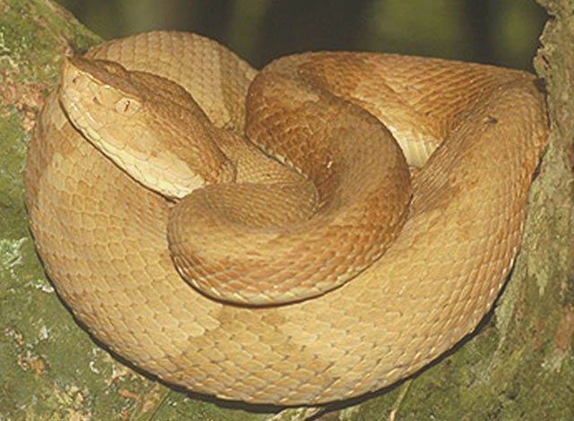 A venomous snake on Snake Island
