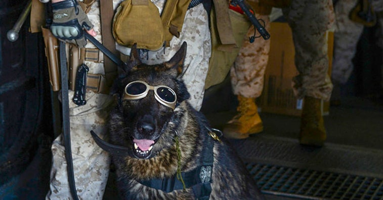 Mother of Marine killed in Afghanistan adopts his working dog