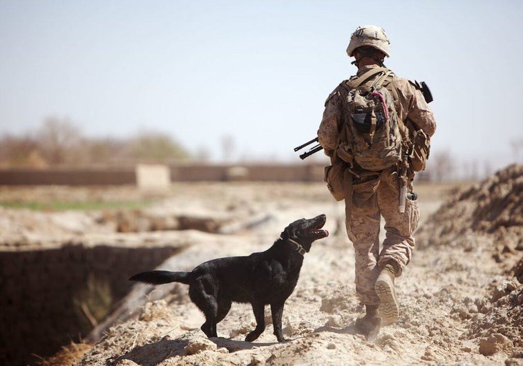 SOCOM wants drugs to turn its K9s into super dogs