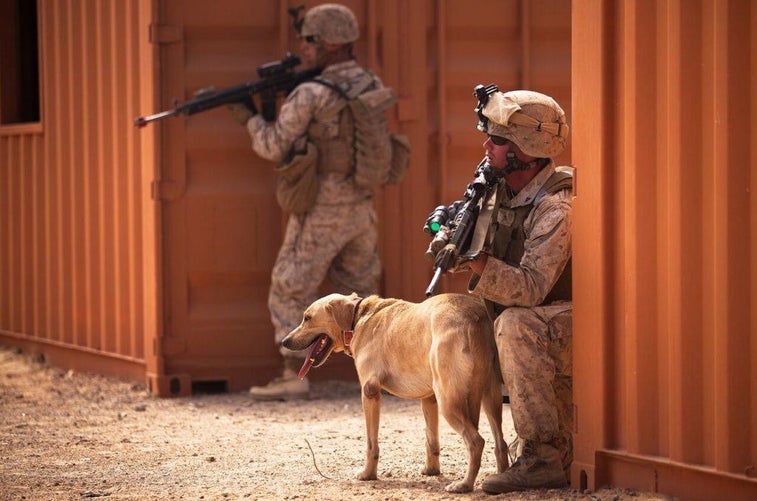 Check out these 17 awesome photos of military working dogs at war
