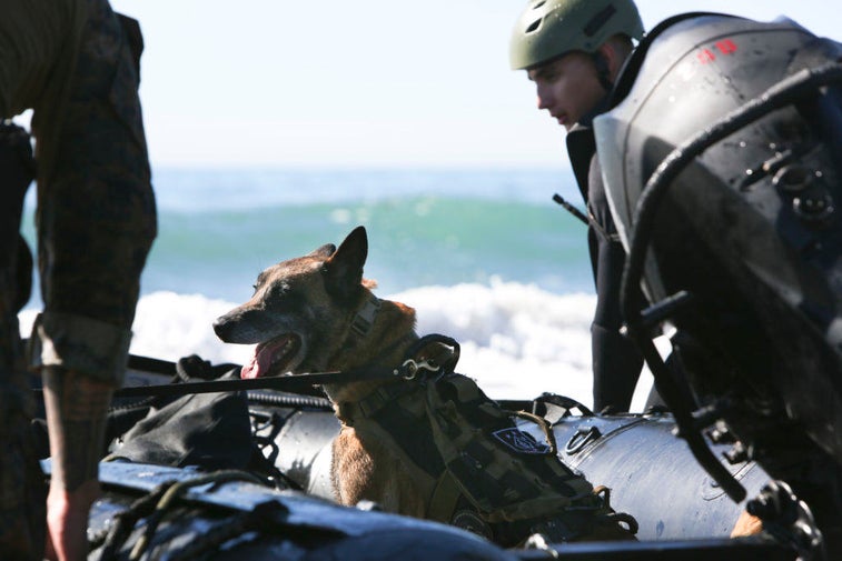 These awesome dogs are full-on MARSOC operators