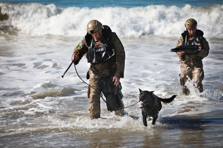 These awesome dogs are full-on MARSOC operators