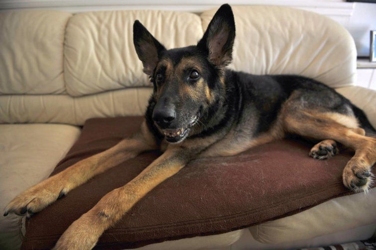 This ‘cloneworthy’ police dog found the last survivor of the 9/11 attacks