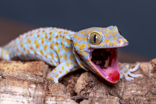 This is why US troops in Vietnam called this gecko the ‘F*ck You Lizard’