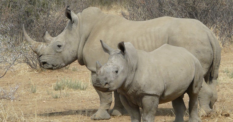 US military veterans find peace in protecting rhinos from poaching