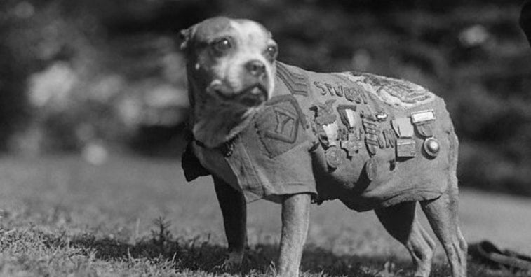 Sgt. Stubby, the heroic war dog, is getting his own movie