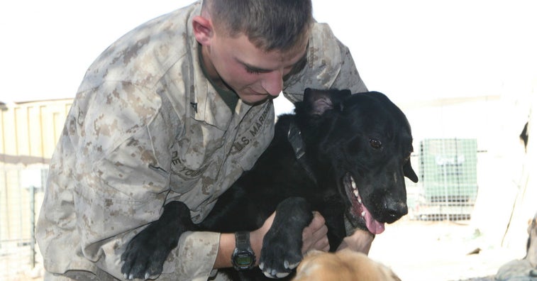 Hero Marine working dog Cena laid to rest at the ‘Arlington of dogs’