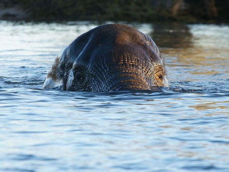See how the Sri Lankan navy rescued this cute elephant