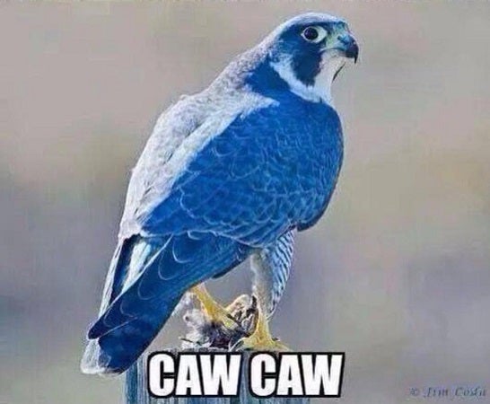 blue falcon military nicknames