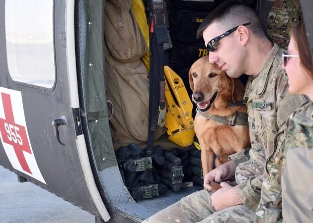 13 pictures of military working dogs being good puppies