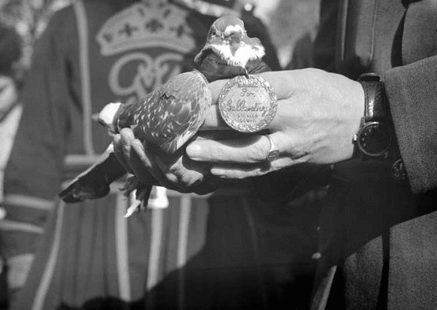 Why pigeons were once the best form of battlefield communication