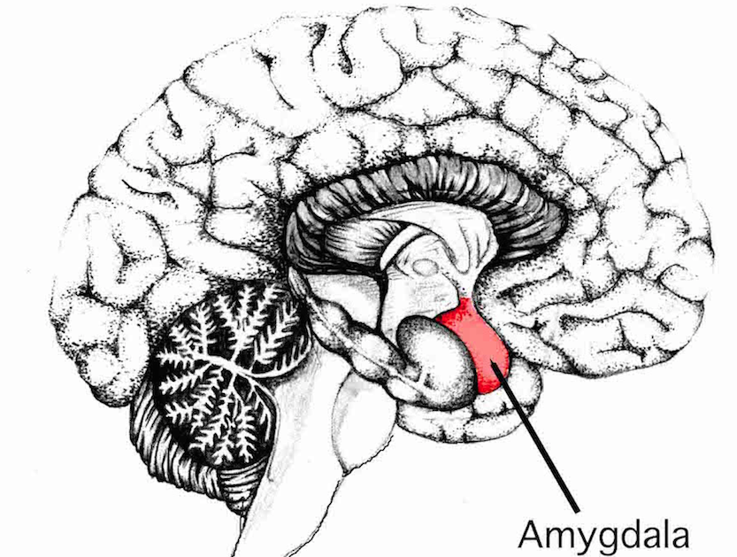 amygdala in the brain