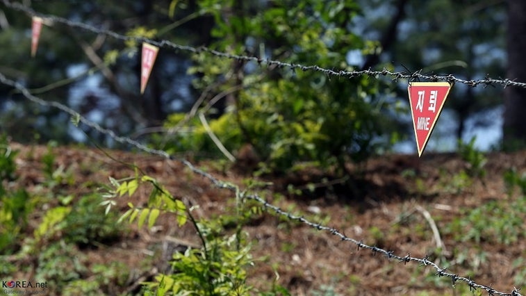 What a Korean peace could mean for the nature preserve at the DMZ