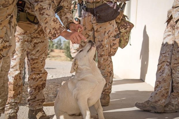 A dog adopted by coalition troops fighting ISIS is finally home
