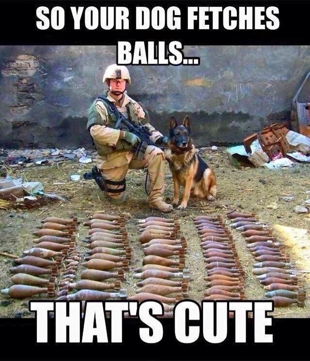 11 military dog memes that are flat-out funny AF