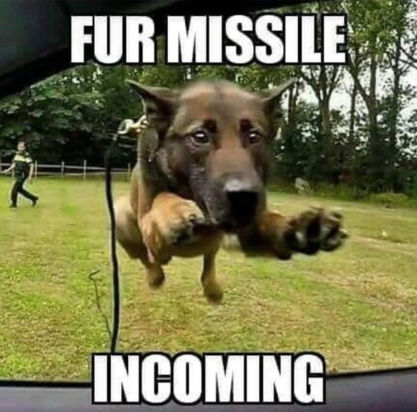 11 military dog memes that are flat-out funny AF - We Are ...