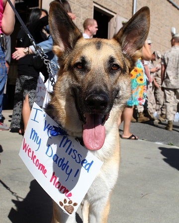 How troops can take care of their pets while deployed