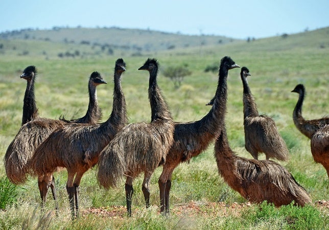 Why the Emu War wasn’t as silly as folks make it out to be
