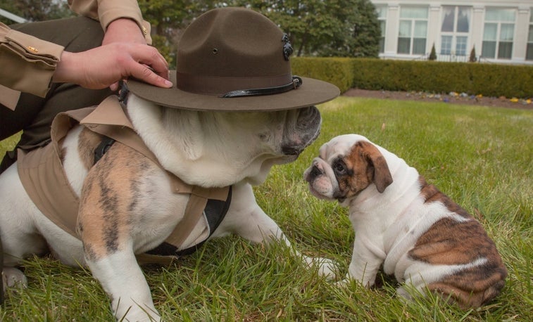 This adorable bulldog just retired from the Marine Corps