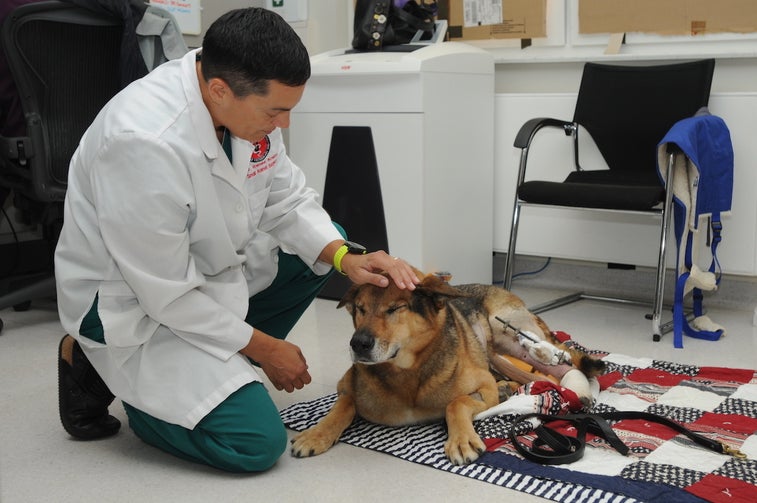 Army veterinarians help wounded dog after suicide blast
