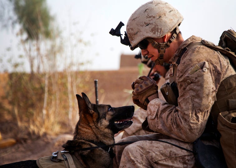 How the Marines select their military working dog handlers