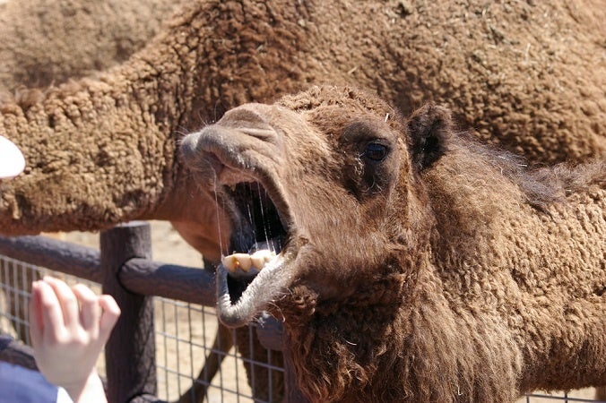 That time the Army let loose a plague of feral camels on the Wild West