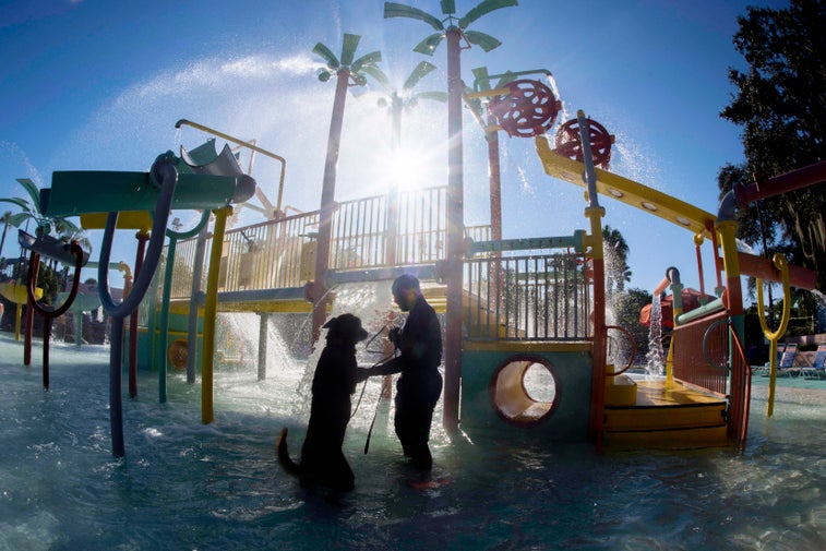 Awesome photos of Air Force working dogs at water park