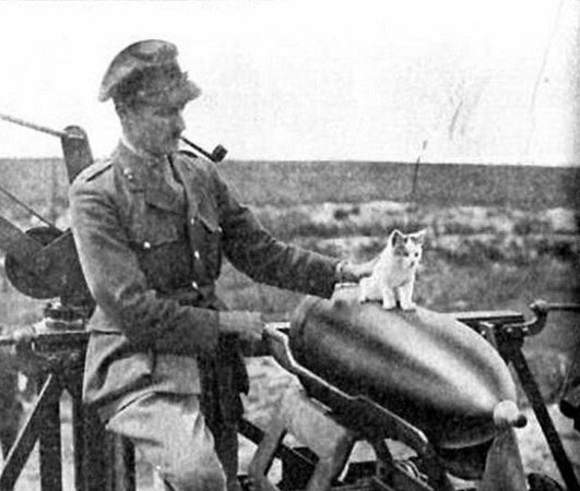 Why cats were the perfect companions in the trenches of WWI