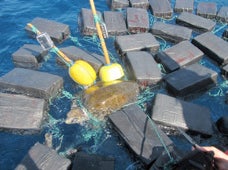 The Coast Guard caught a sea turtle with $53 million in cocaine