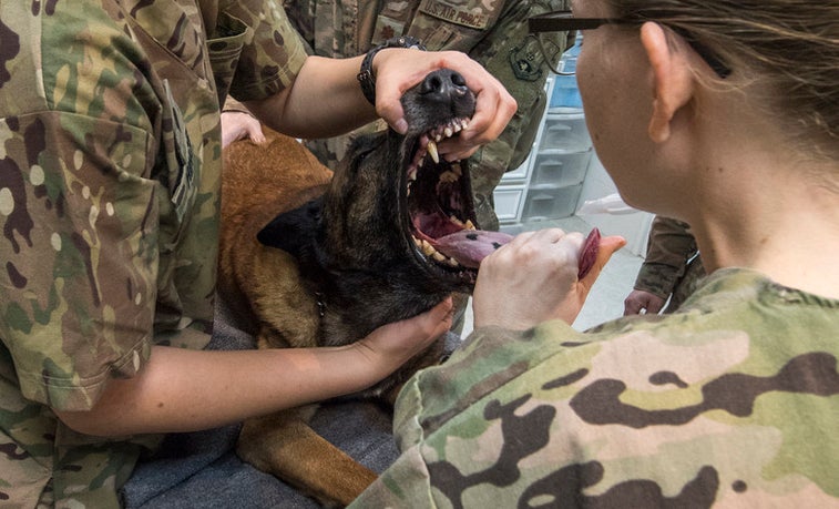Air Force dental techs get rare chance to treat adorable canines