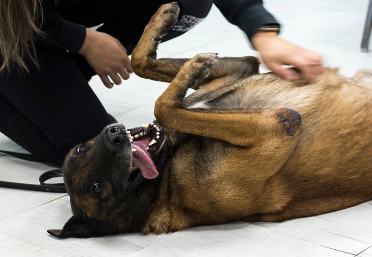 Air Force dental techs get rare chance to treat adorable canines